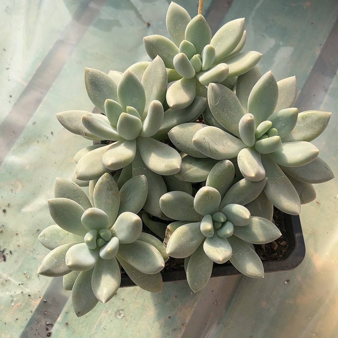 【闪购商品】哥特福利