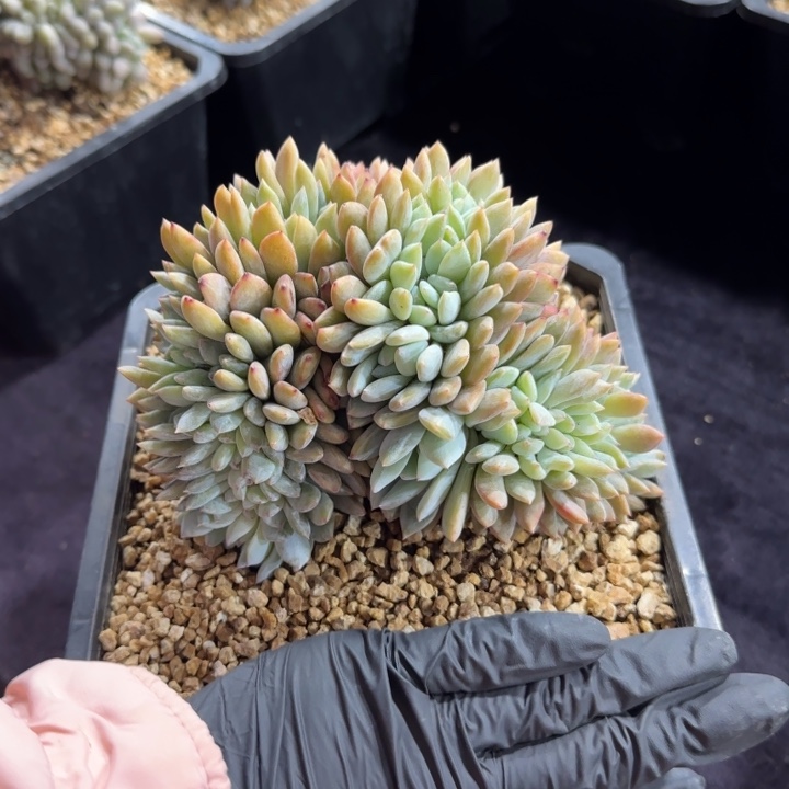 ?***鲤15厘米左右一物一拍的