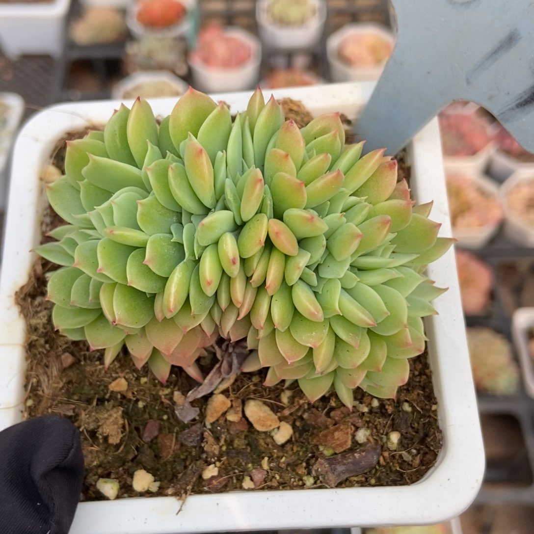 2019多肉植物保护研究所