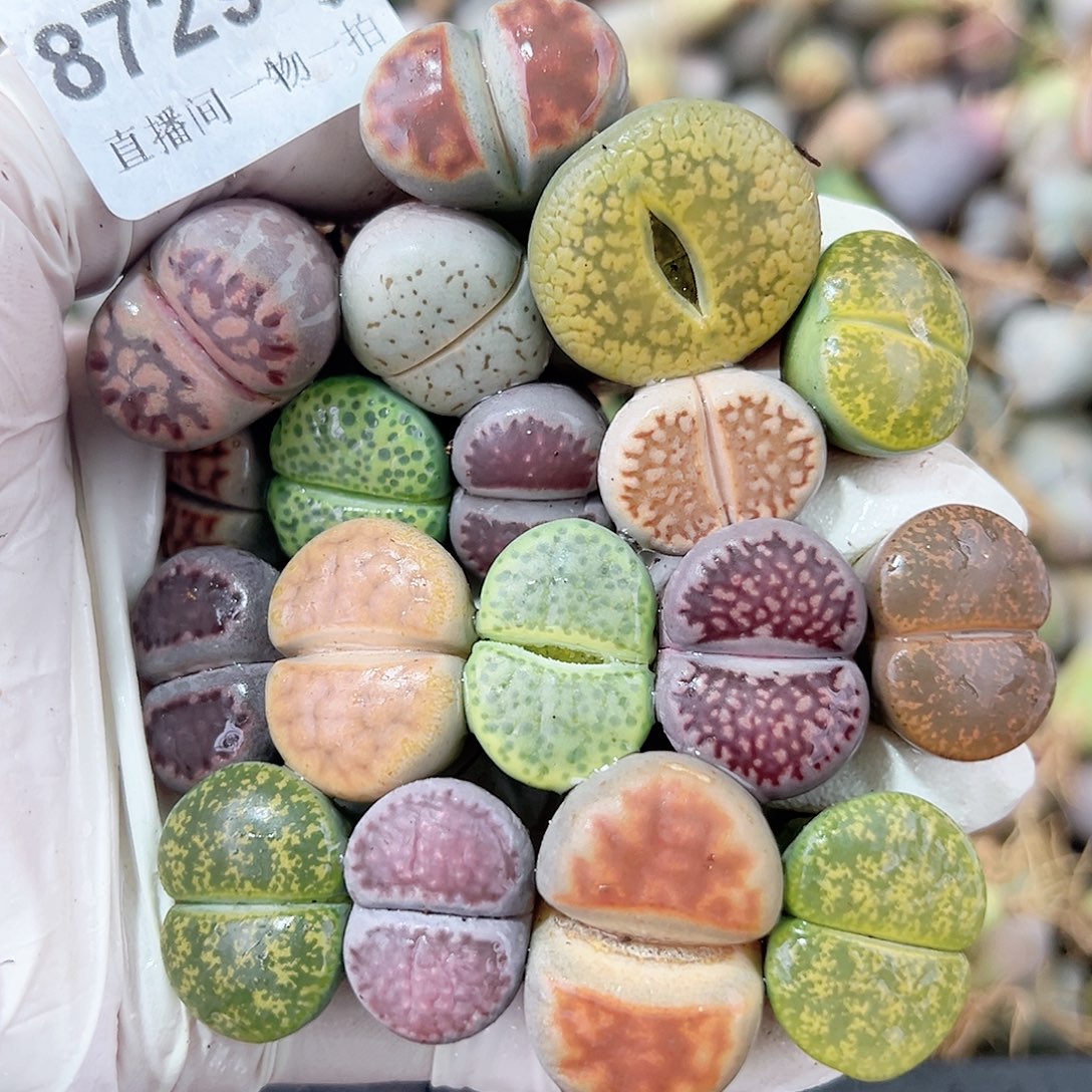 8729 好养易活生石花大母本18个