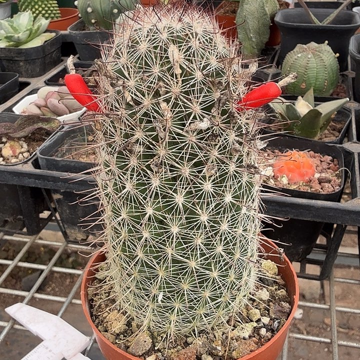 曲刺单头球5仙人球