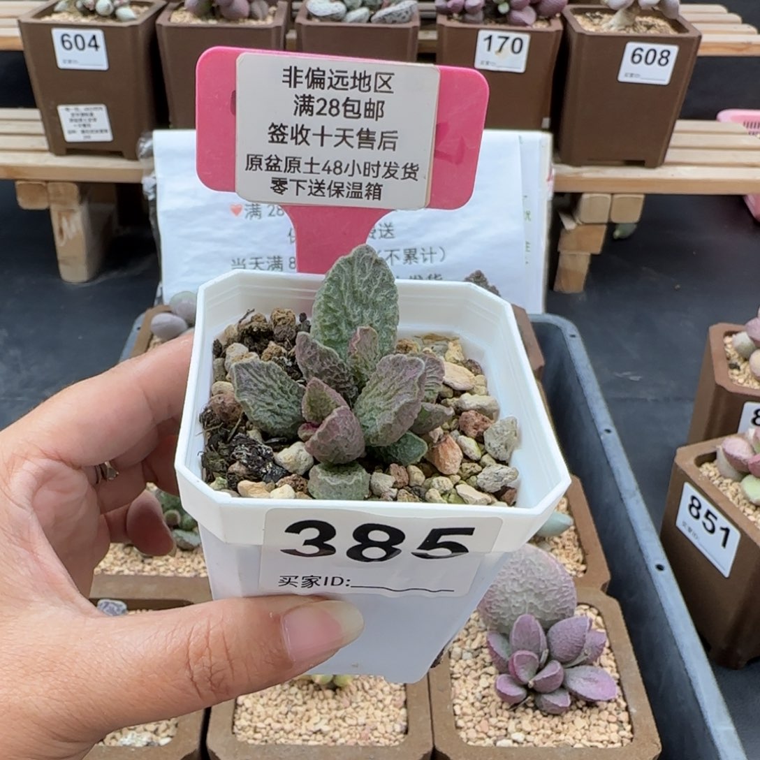 385大鱼海棠多肉植物