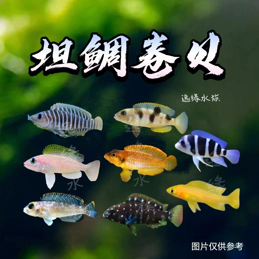 三湖坦鲷伊巴卡蓝钻背黄帆一点贝