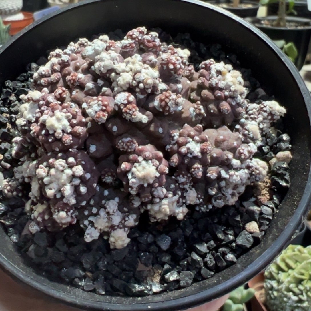 紫爆头带盆11！11111