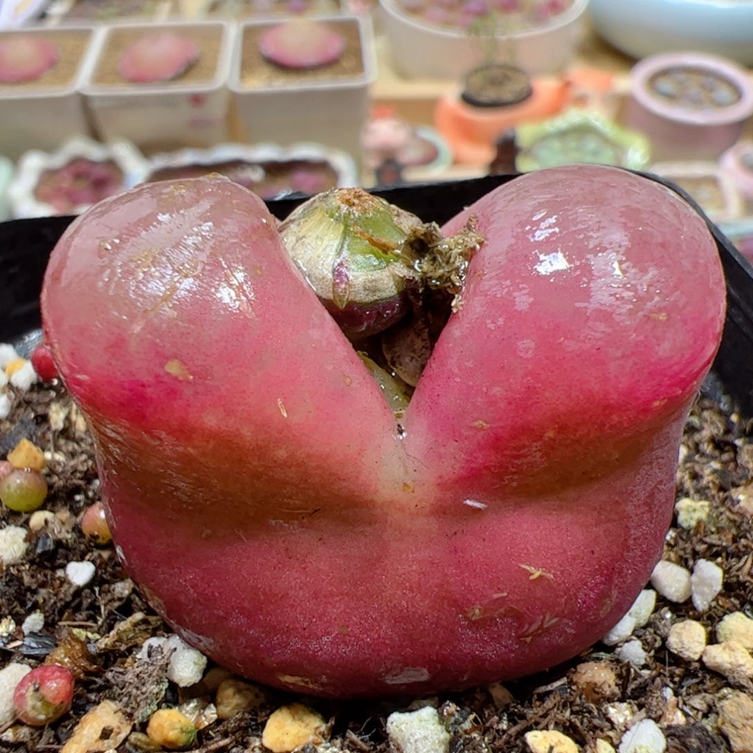 【闪购商品】57 带盆