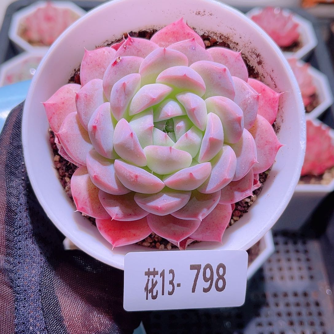 花利美13-798白桃汽水