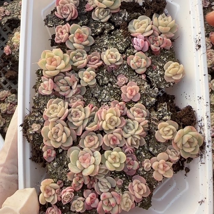 48号王者系列播种苗一盒量拍保底40颗