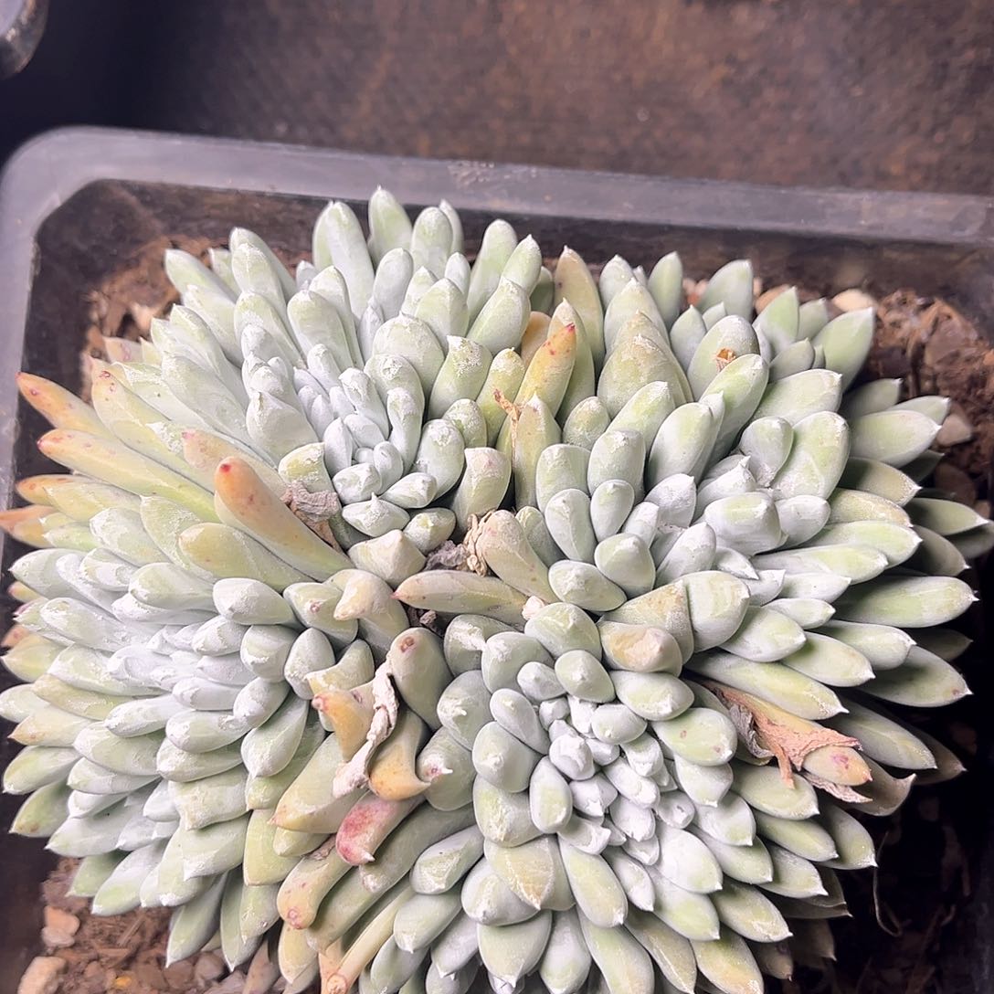 法姆老桩多头群生