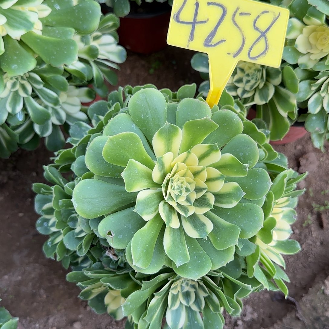 4258---辛尼亚多头多肉