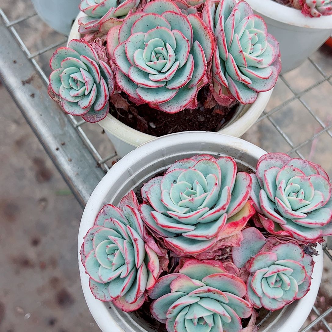 奶油黄桃多头群生精品