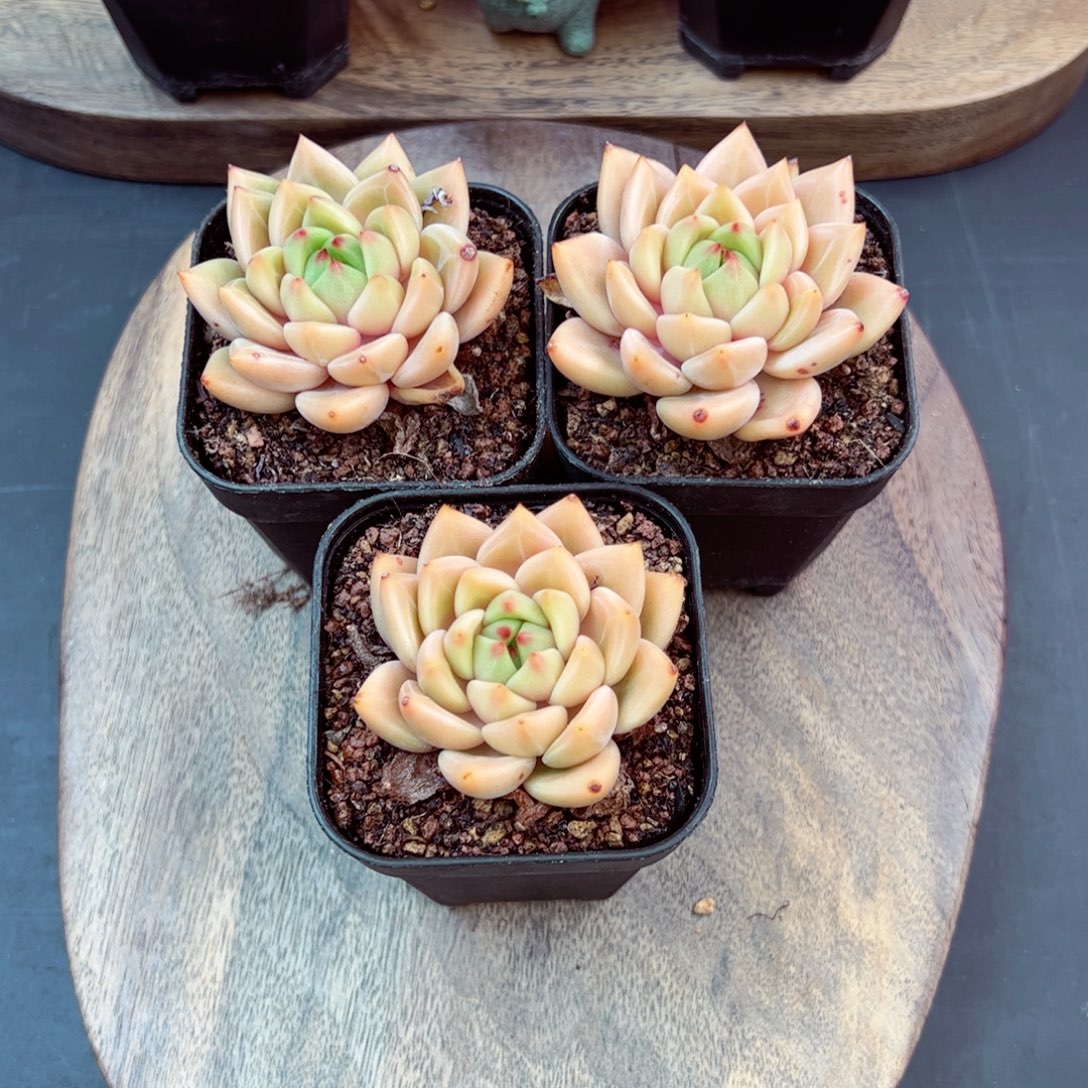 珍妮量拍—哈哈哈哈哈