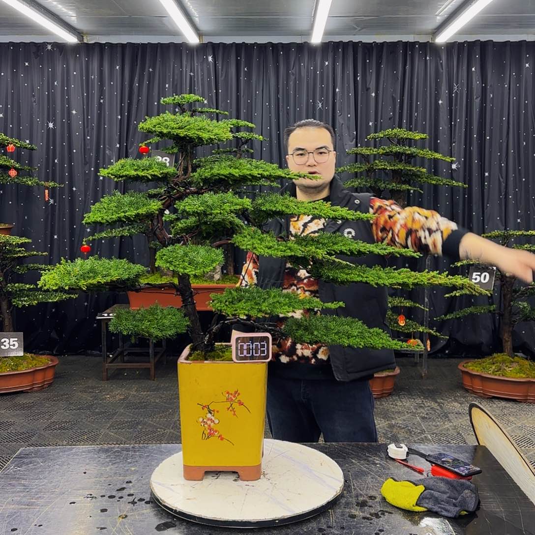 龙爪松高端造型盆景