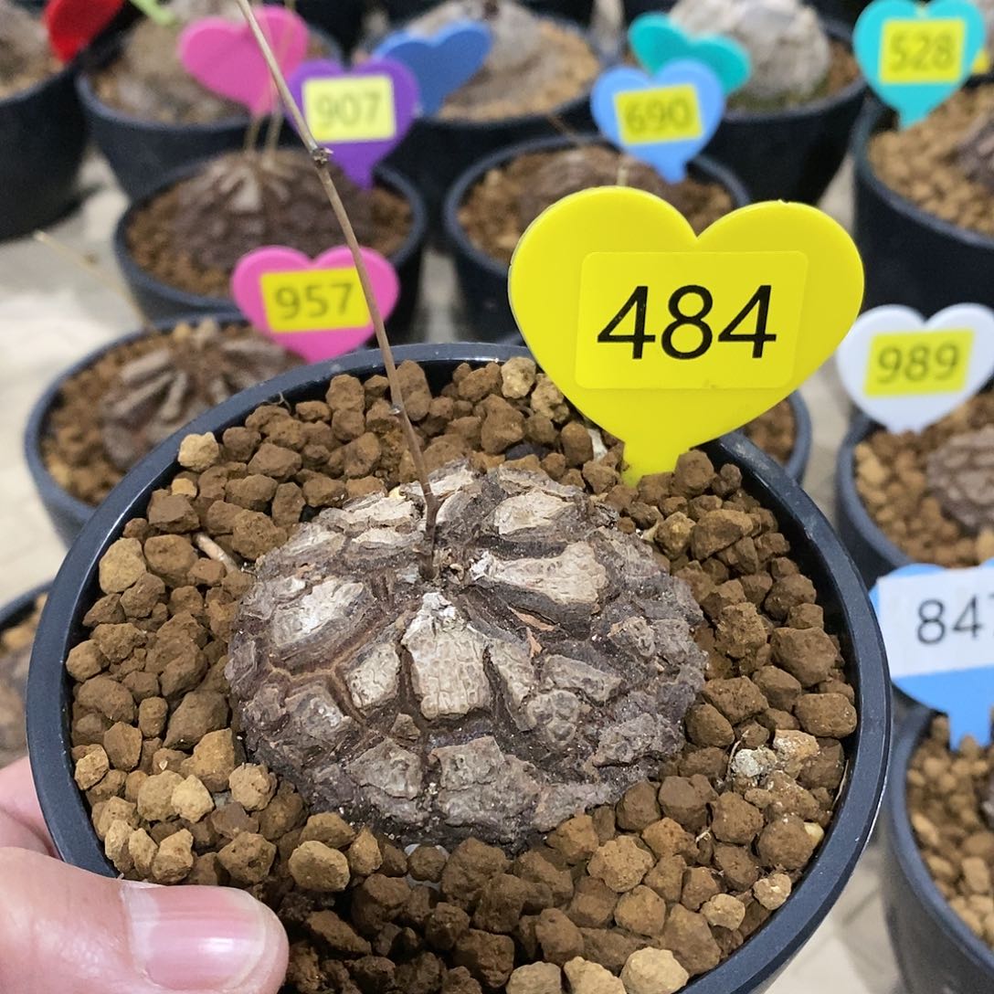 墨西哥龟甲龙龟甲龙