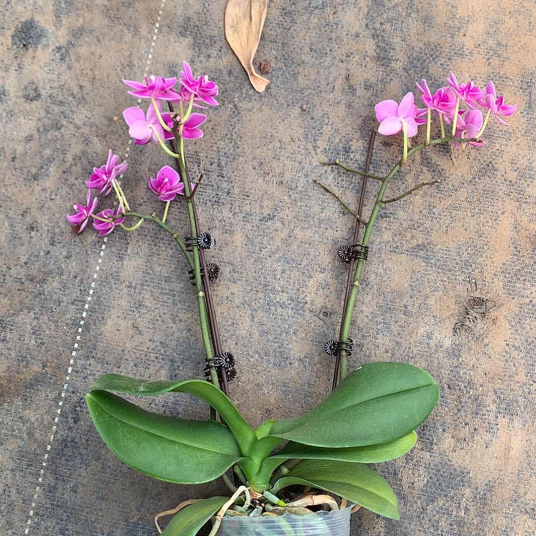 完全开放久美子花后苗福利