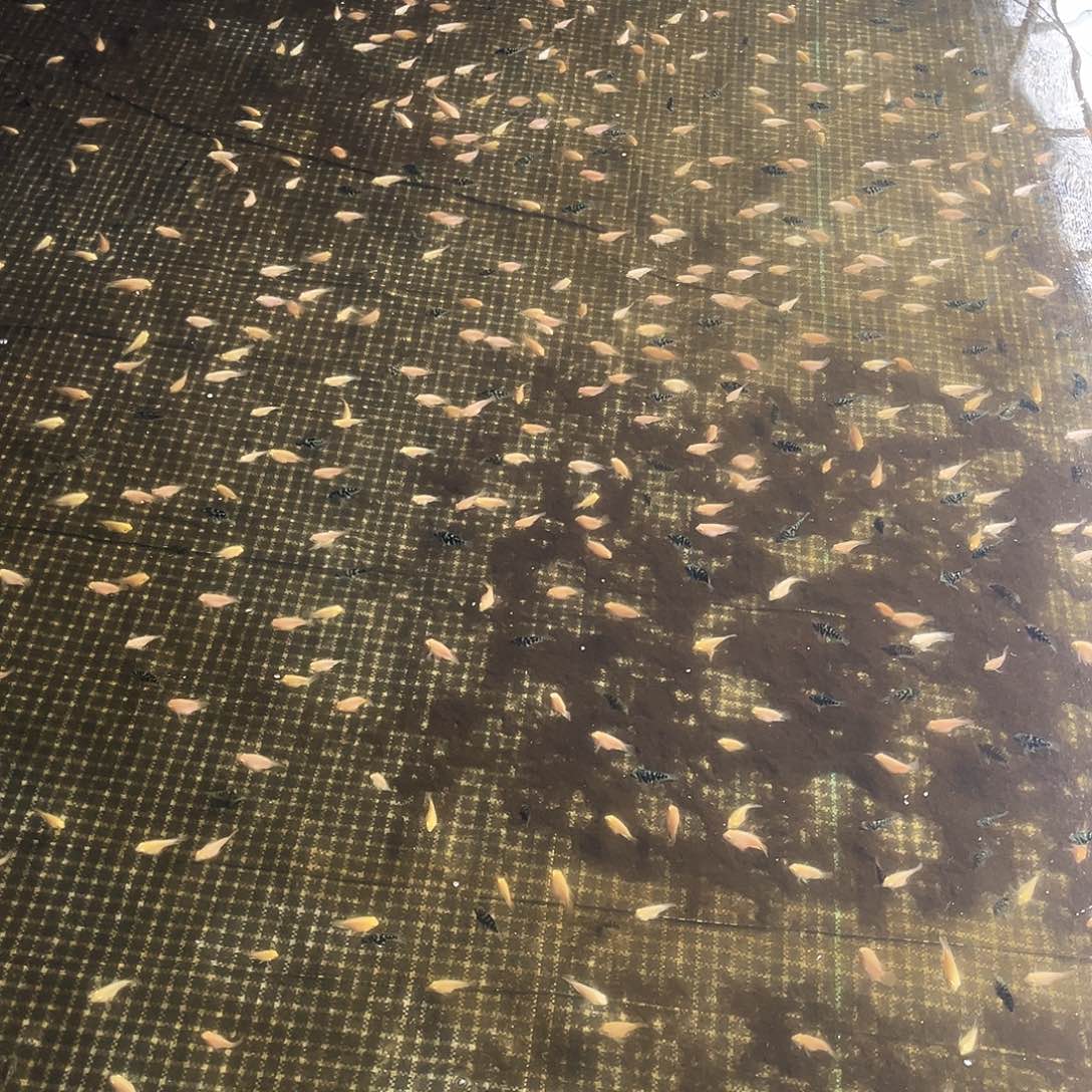 短鲷鱼8+4。12 条小迷你鹦鹉