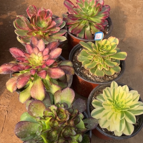 352多肉植物组合