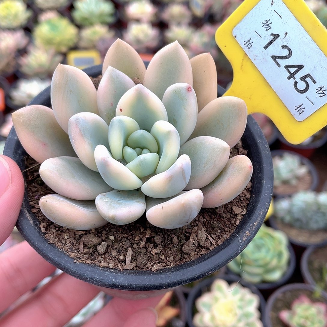 奥普锦1245号多肉植物