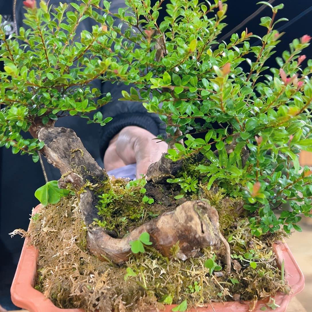 以实际为准山采红芽赤楠