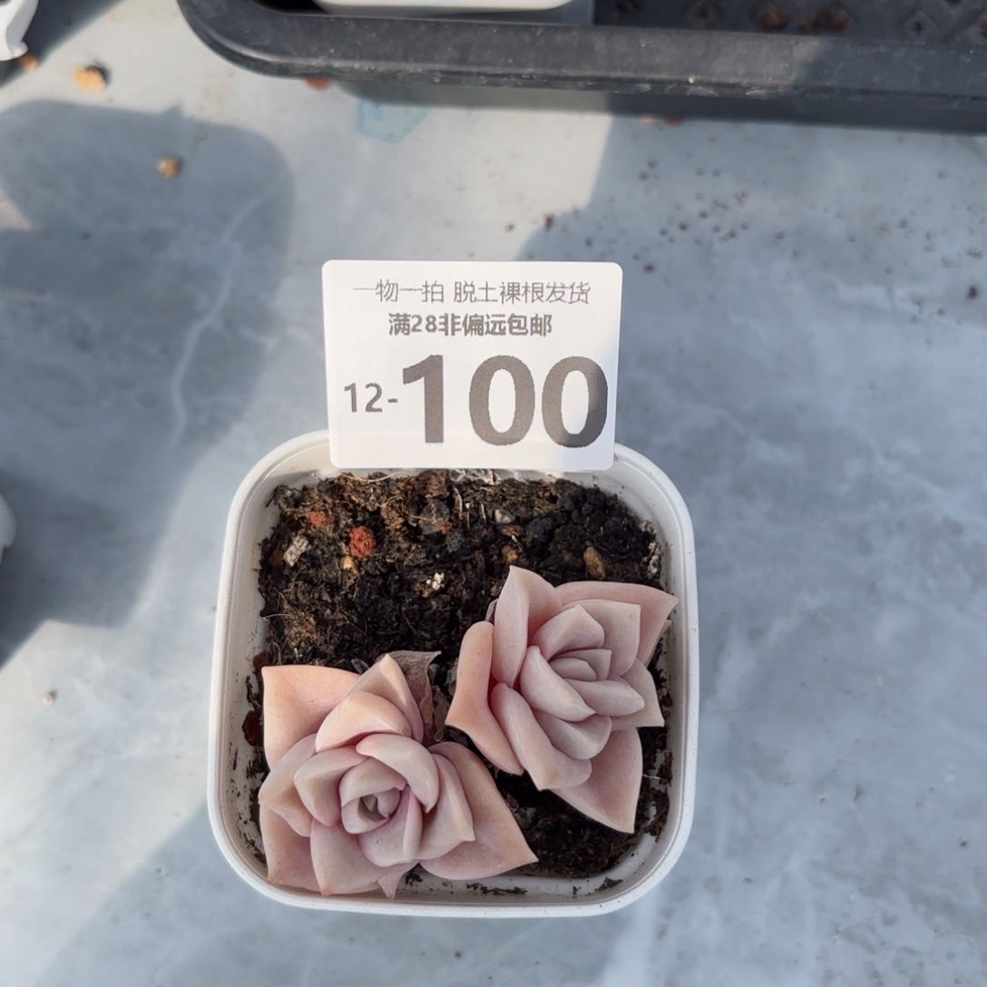 可爱玫瑰多肉多肉