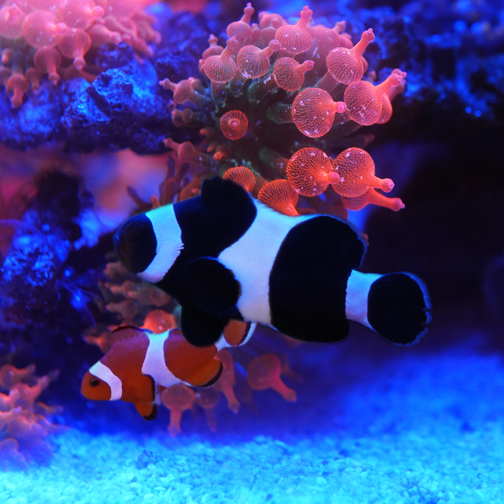 宠物活体海水鱼观赏鱼小丑鱼黑边公子奥黑黑冰熊猫毕加索礼服