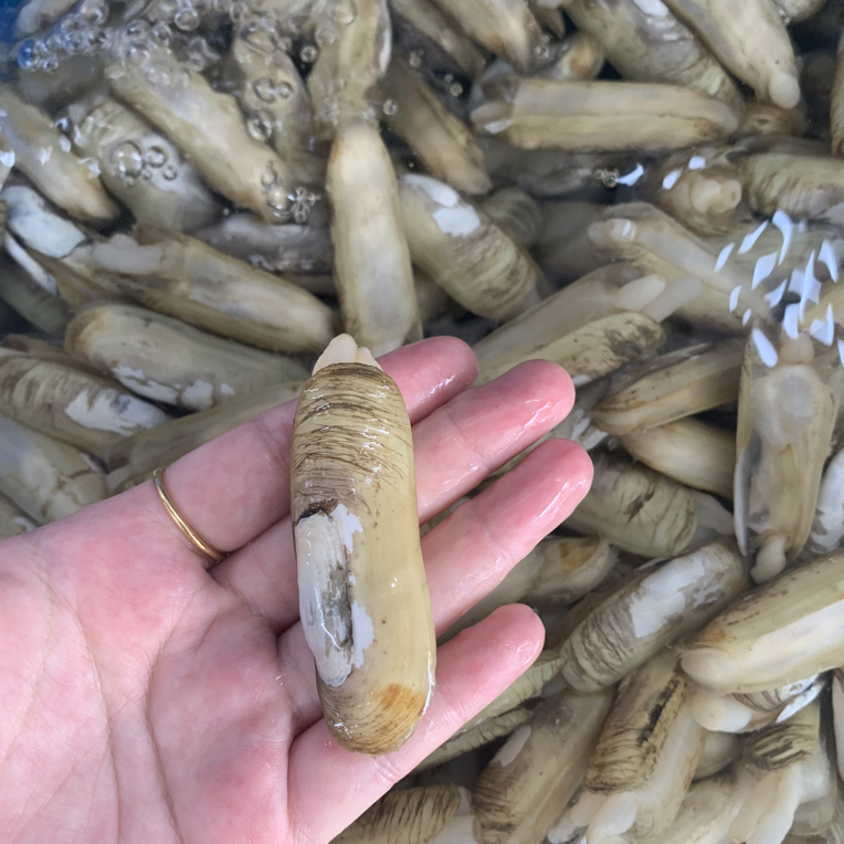 本地手指螺活活打氧发货，包鲜不包活