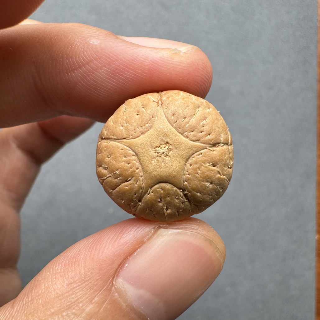 精品20+五星上将菩提凤眼菩提三通佛头，非质量问题开孔不退