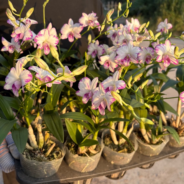 精品双花剑泼墨石斛到手一盆