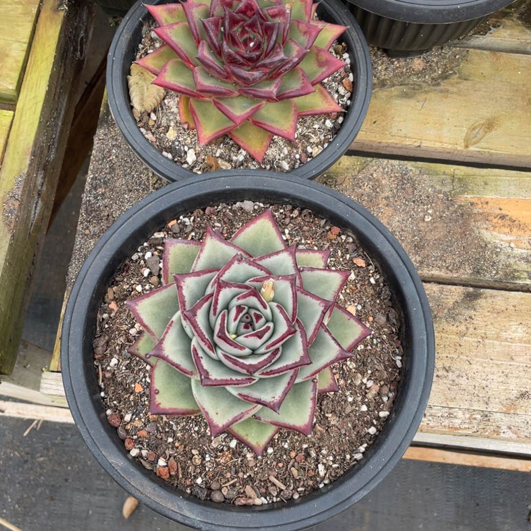 叫***张无花朵若如东云单拍D846