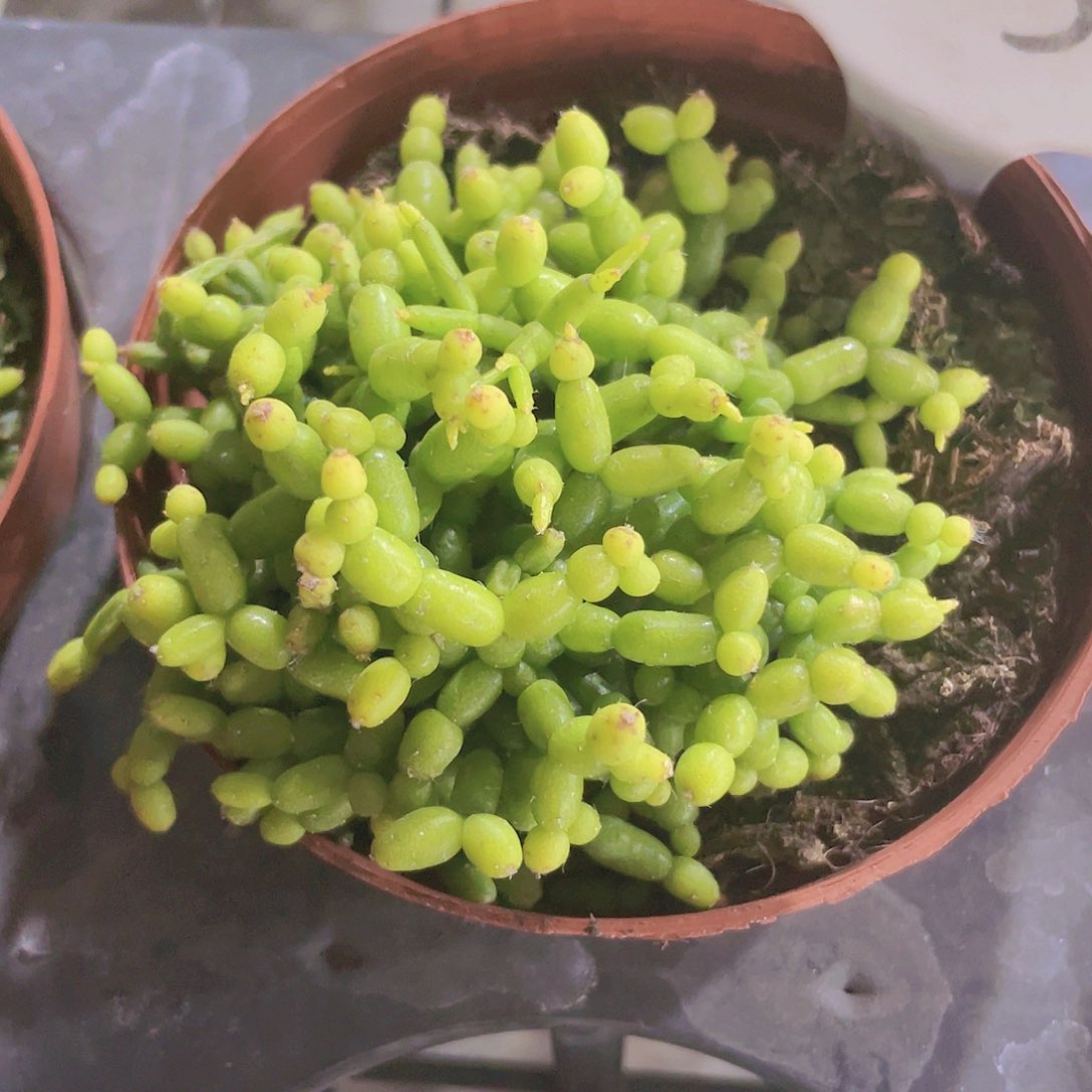 木偶人e033一物一拍