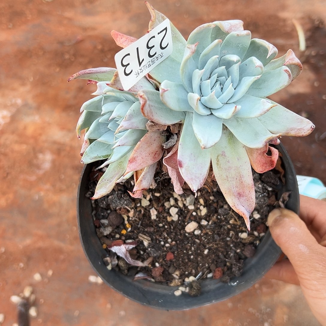 山姆仙女杯多肉。