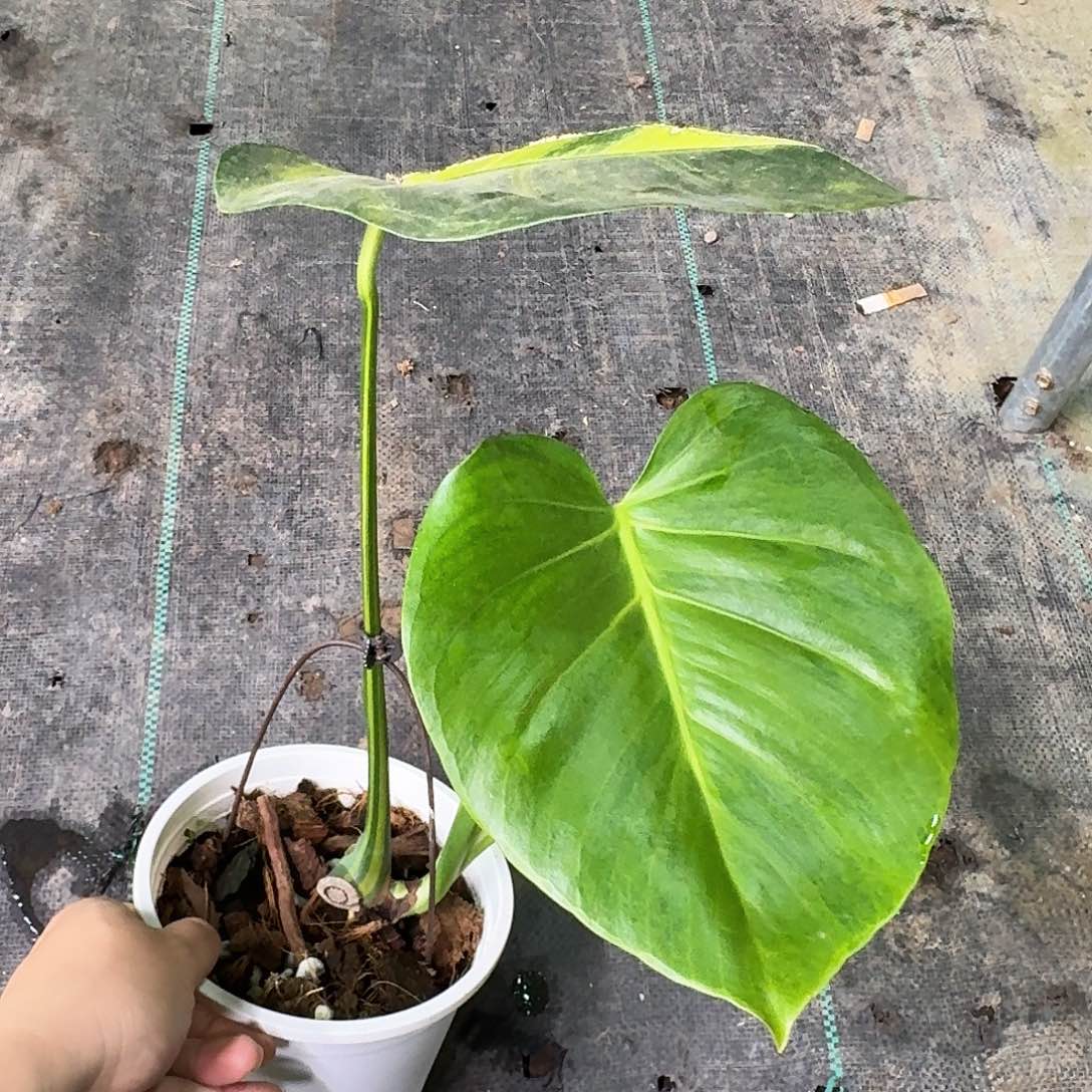 完全开放绿锦龟切段L2