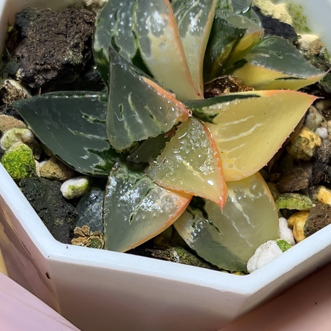 恭喜发财大吉大利0082