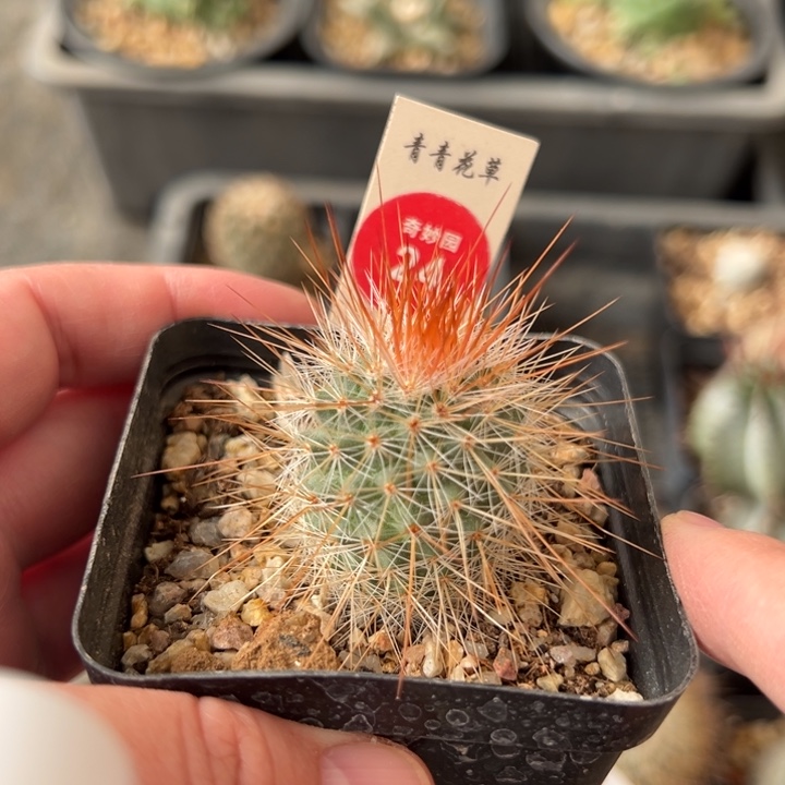 实生狂刺绯泉变种一棵