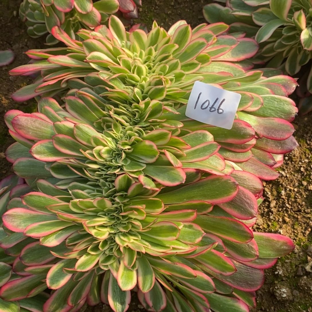 1066美杜莎缀多肉植物