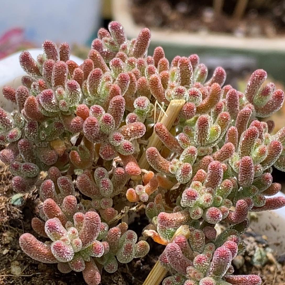 冰晶杂枝干番杏A465