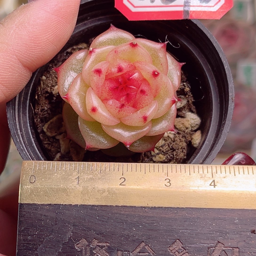 白*子G390一物一拍 玉玲珑