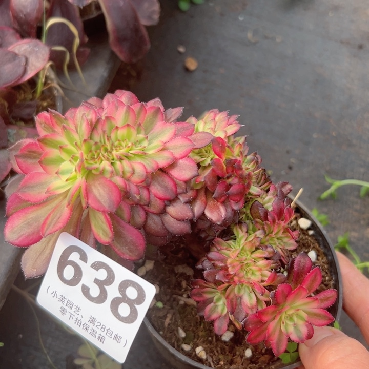 638多肉植物小缀画