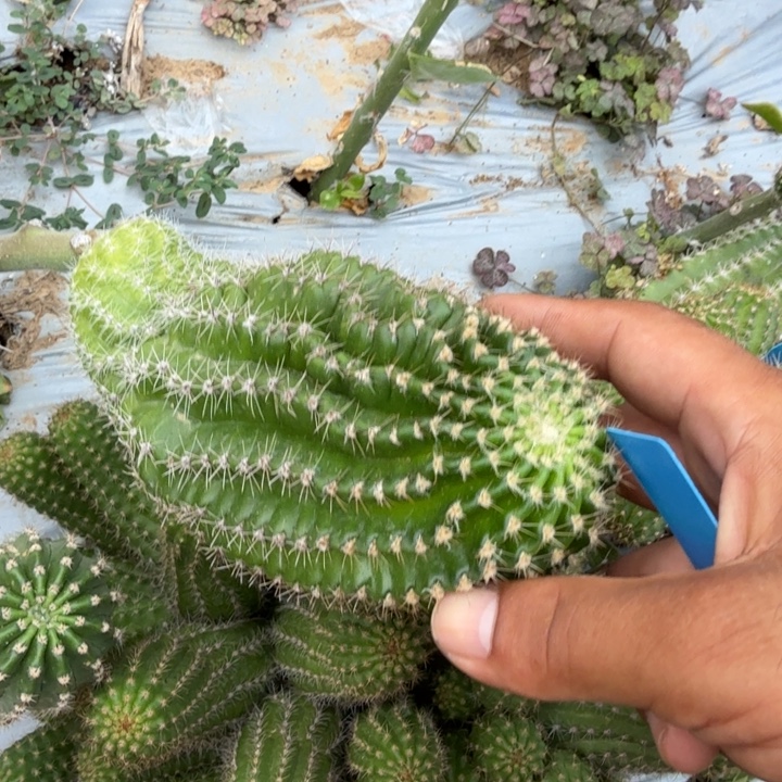 新***格丽花仙人球仙人掌773