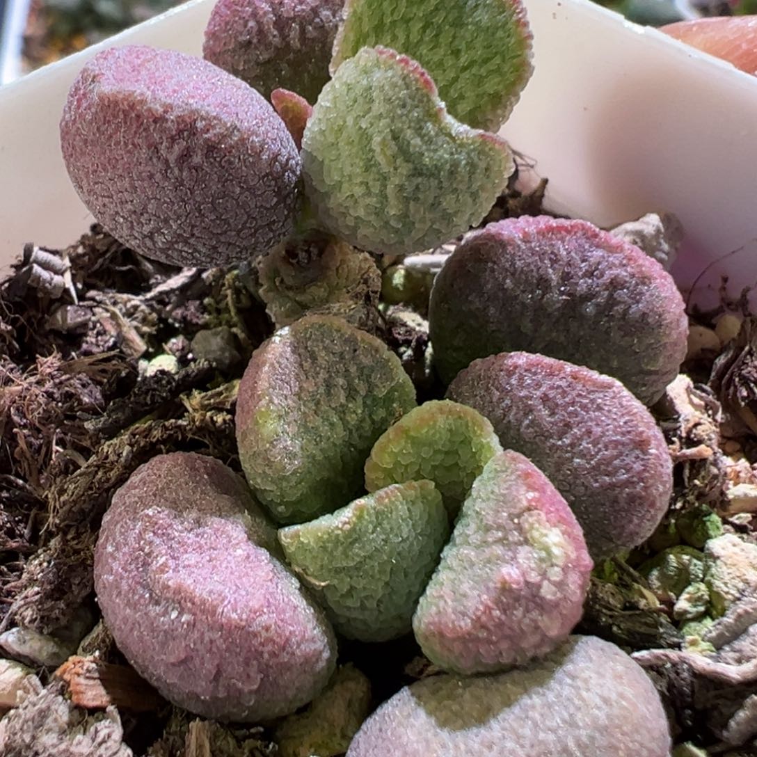 夏娃老桩多肉植物水泡