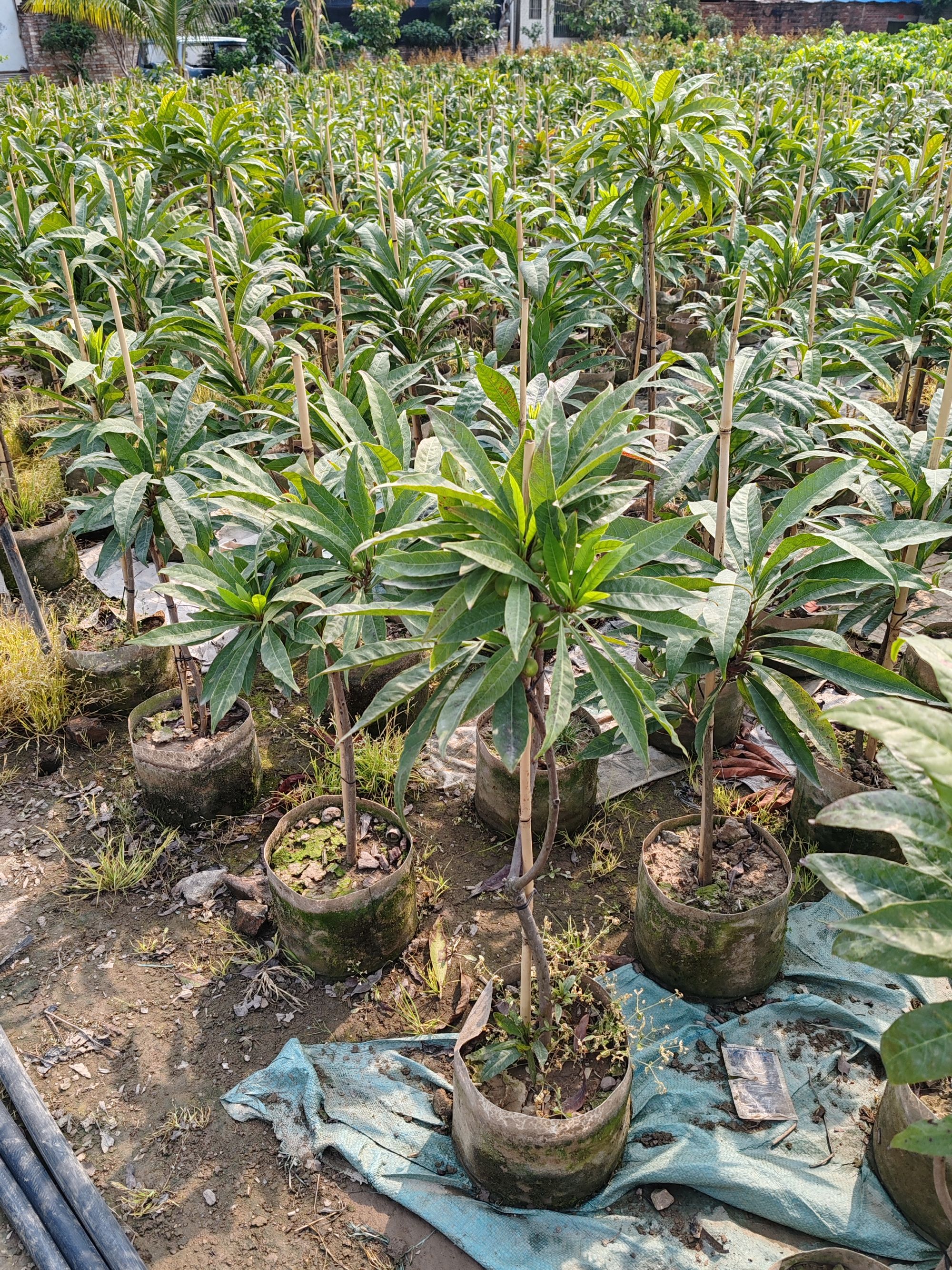 四季绿植 室内庭院地栽盆栽