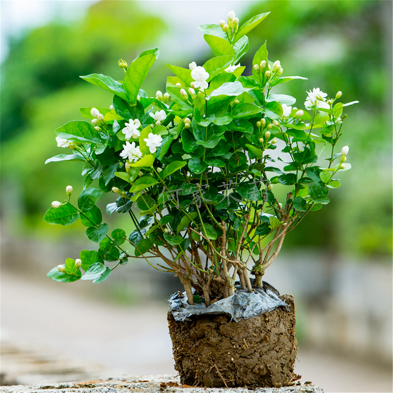 【基地直发】浓香型花卉绿植盆栽茉莉花盆栽老桩茉莉花苗阳台庭院