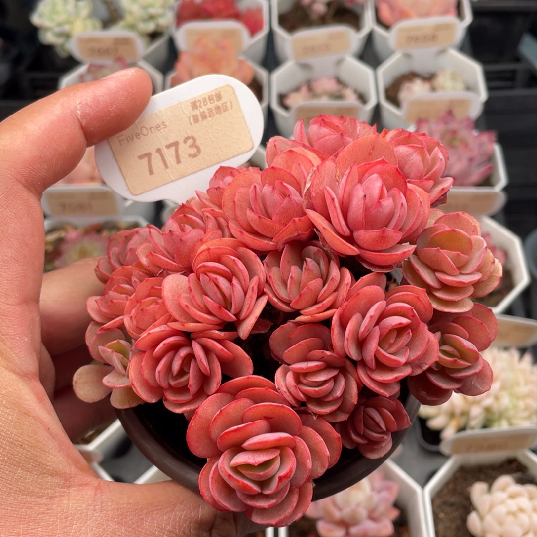 秀妍7173-10.5厘米