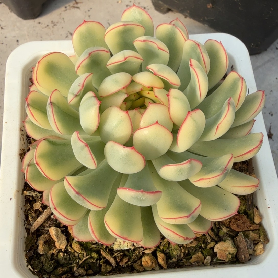 梦幻玫瑰白锦 安吉园艺锦