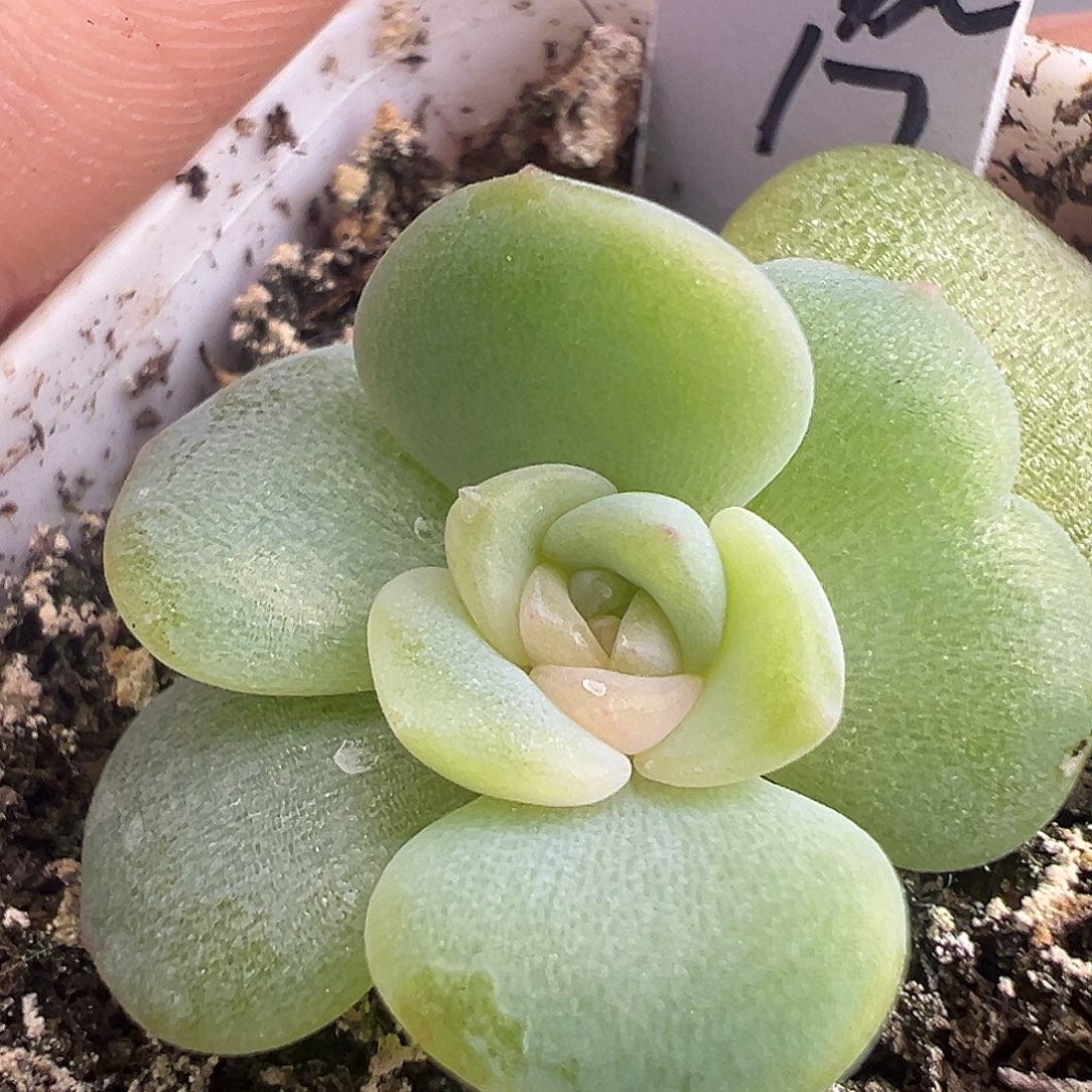 风花孤品系列 17号