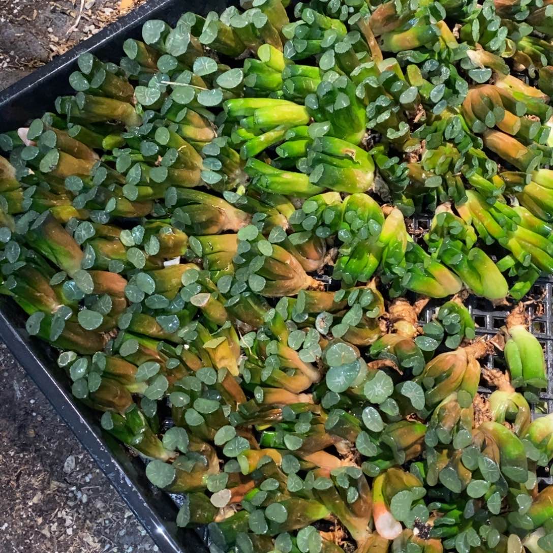 2929 一颗实生小万象 元旦整点福利