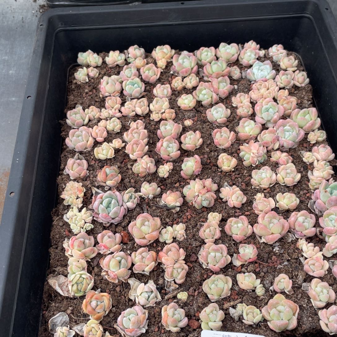 云糖心多肉植物519