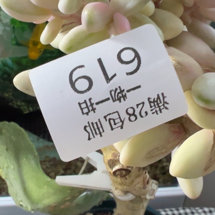 红手指拉丝锦多肉植物619