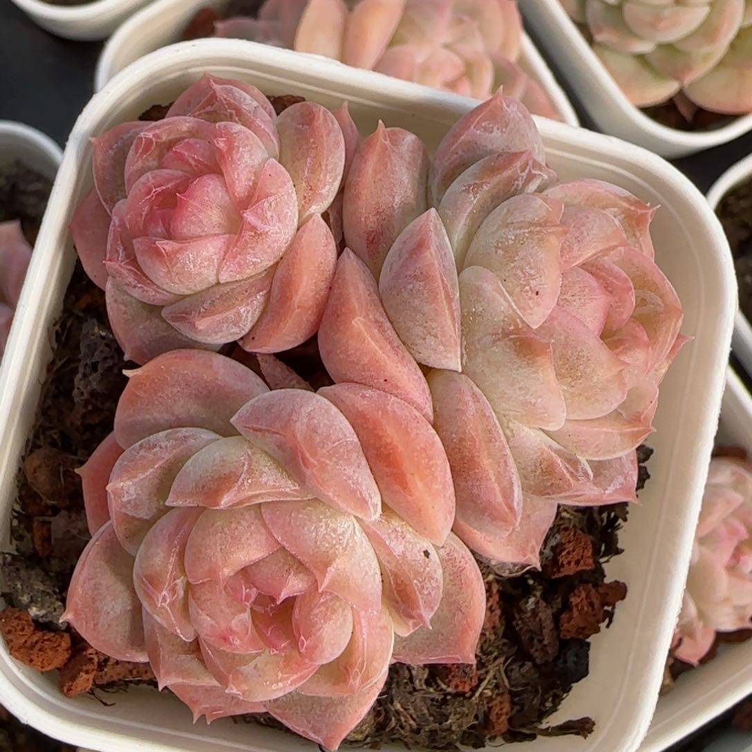 花语逸境0212-244