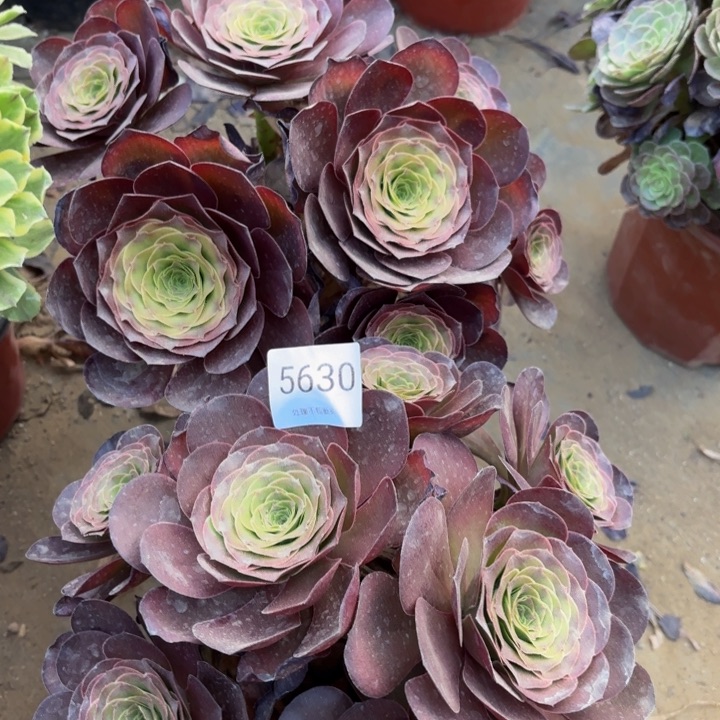 2颗多肉处理不包断头5630