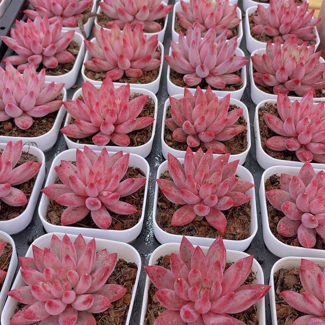 量拍30号 金鱼姬车厘子单头一个